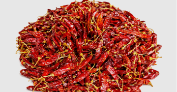Chillies ( Capcicum annuum)