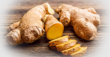Ginger (Zingiber officinale)
