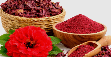 Hibiscus Flower ( Hibiscus rosa-sinensis )
