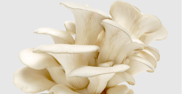 Mushroom Powder (American Oyster)